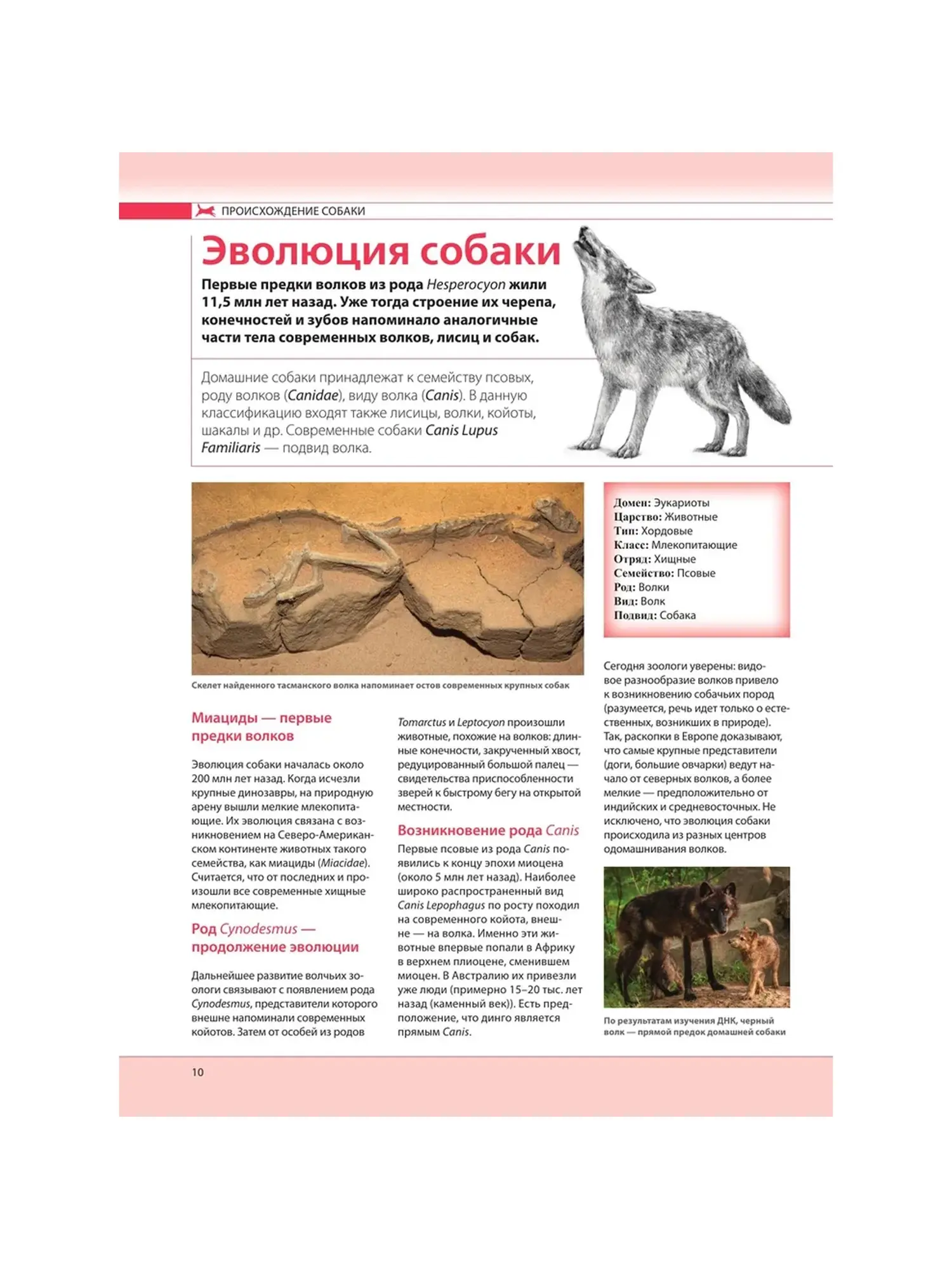 Подарочная иллюстрированная энциклопедия "Собаки" Шкляев А. Н. - изображение 3