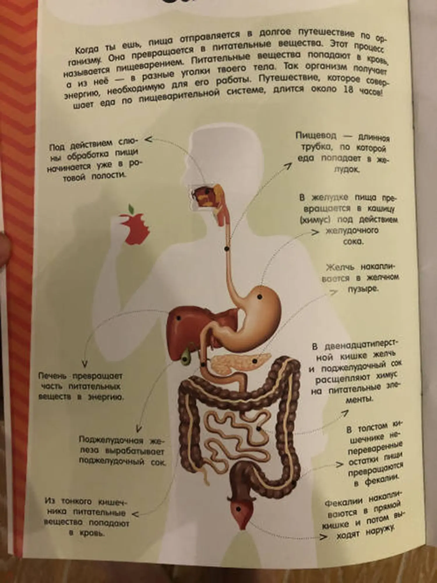Книга "Мой атлас с наклейками. Тело человека" - изображение 8